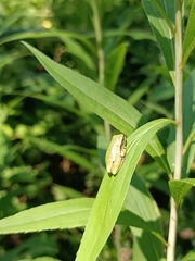 European Tree Frog