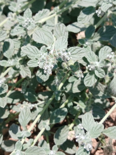 Heliotropium supinum, photograph 6