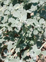 Heliotropium supinum, photograph (c) yelena_antipova, some rights reserved (CC BY)