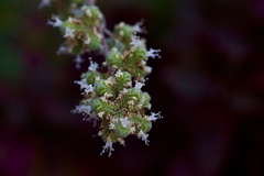 Origanum majorana
