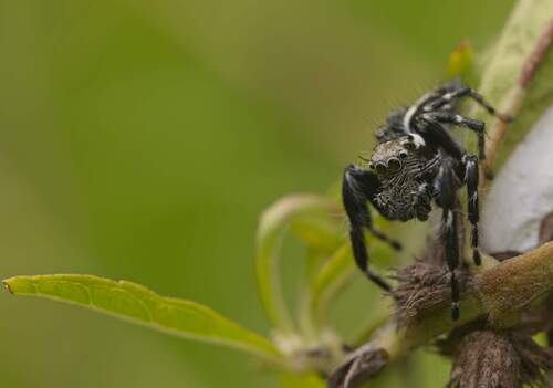 Hyllus dotatus