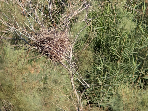 Dead Sea Sparrow