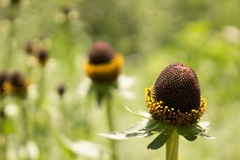 Rudbeckia occidentalis