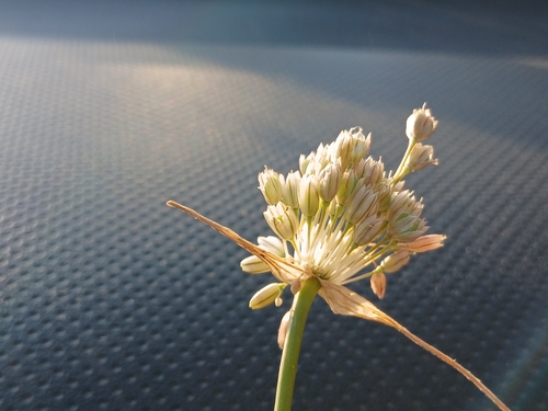 Allium litardierei