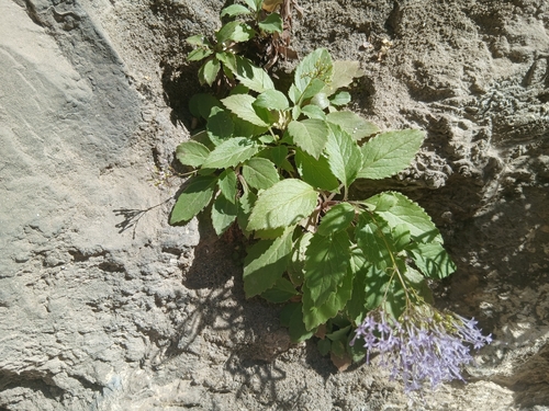 Throatwort
