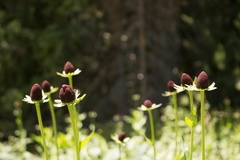 Rudbeckia occidentalis