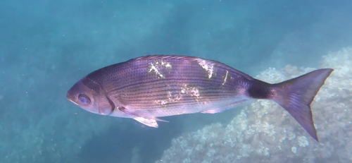 Saddled Seabream