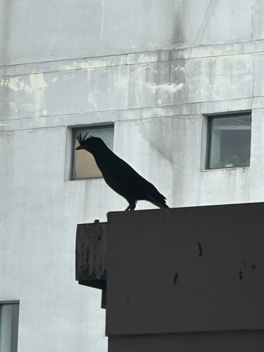 Great Myna