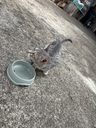 Domestic Cat