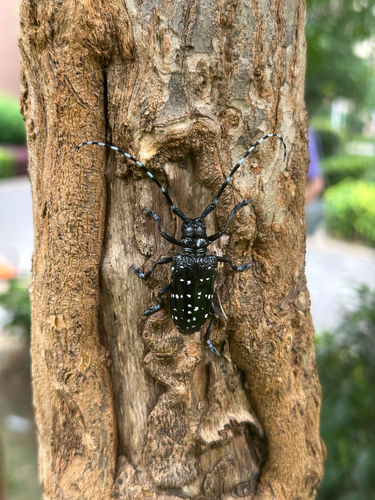Citrus Longhorn Beetle