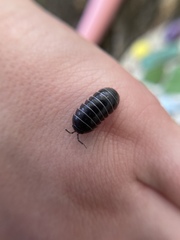 Armadillidium vulgare