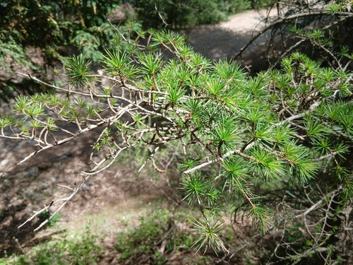 Cedrus atlantica, photograph 6