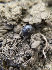 Armadillidium vulgare