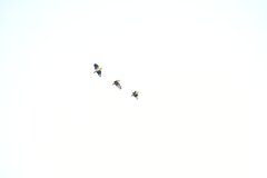 Amazona viridigenalis