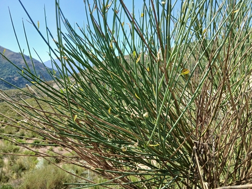 Spanish Broom