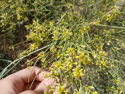 Yellow Bridal Broom