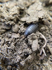 Armadillidium vulgare