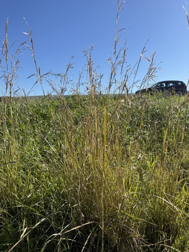 thatching grass
