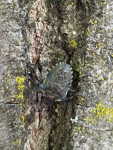 Forest Bug
