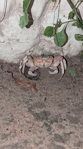 Ocypode ryderi