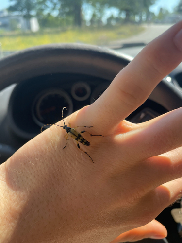 Spotted Longhorn Beetle