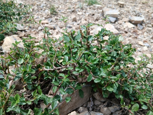 Prunus prostrata