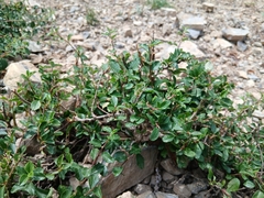 Prunus prostrata