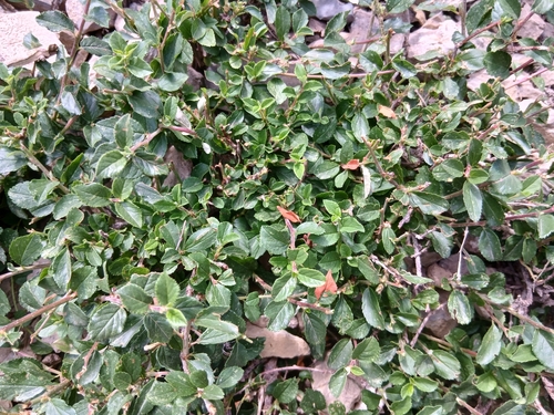 Prunus prostrata, photograph 1