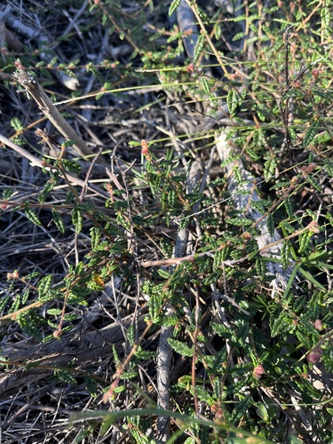 Commersonia hermanniifolia