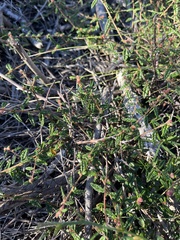 Commersonia hermanniifolia