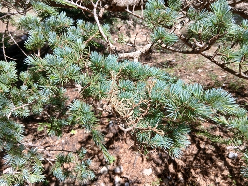 Cedrus atlantica, photograph 3