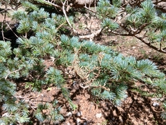 Cedrus atlantica, photograph (c) Anis Dris, some rights reserved (CC BY)