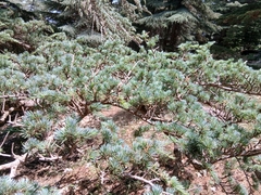Cedrus atlantica, photograph (c) Anis Dris, some rights reserved (CC BY)