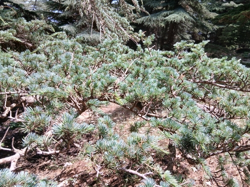 Cedrus atlantica, photograph 5