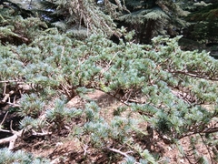 Cedrus atlantica, photograph (c) Anis Dris, some rights reserved (CC BY)