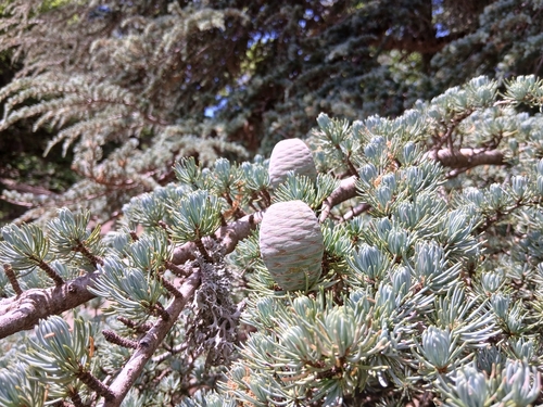 Cedrus atlantica, photograph 2