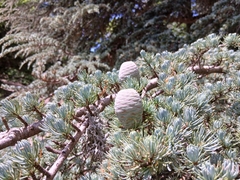 Cedrus atlantica, photograph (c) Anis Dris, some rights reserved (CC BY)