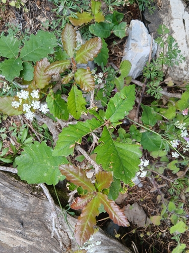 Quercus canariensis, photograph 2