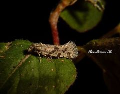 Amydria margoriella