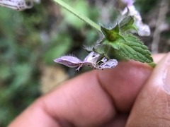 Stachys rigida quercetorum