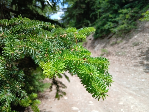 Abies numidica