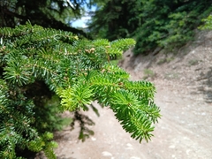 Abies numidica
