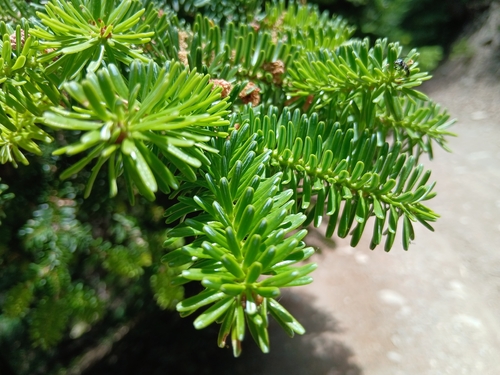 Abies numidica, photograph 1