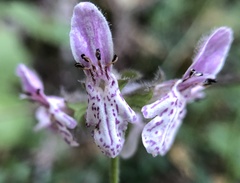 Stachys rigida quercetorum