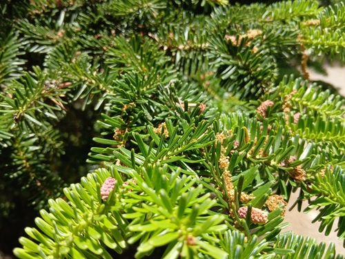 Abies numidica, photograph 2