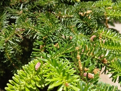 Abies numidica, photograph (c) Anis Dris, some rights reserved (CC BY)