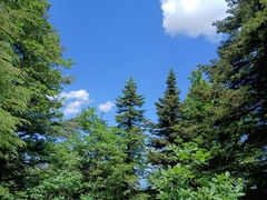 Abies numidica, photograph (c) Anis Dris, some rights reserved (CC BY)