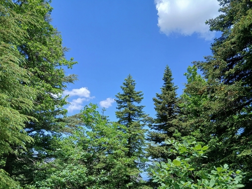 Abies numidica, photograph 4