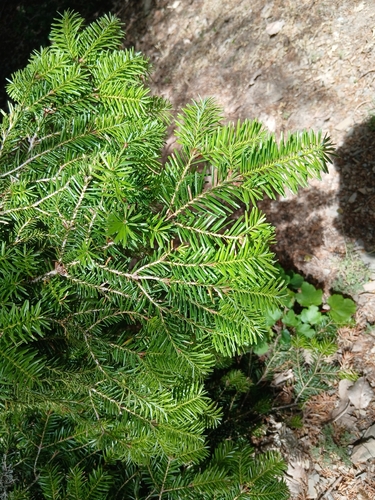 Abies numidica, photograph 5