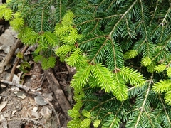 Abies numidica, photograph (c) Anis Dris, some rights reserved (CC BY)